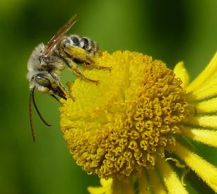 Bee on a flower