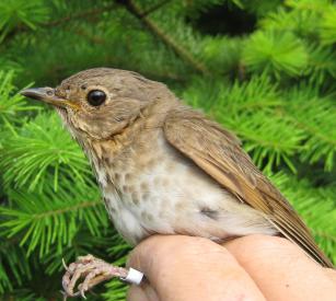 Small bird in researcher's hand, showing band on the bird's leg