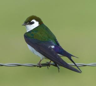 Violet-green Swallow (VGSW)