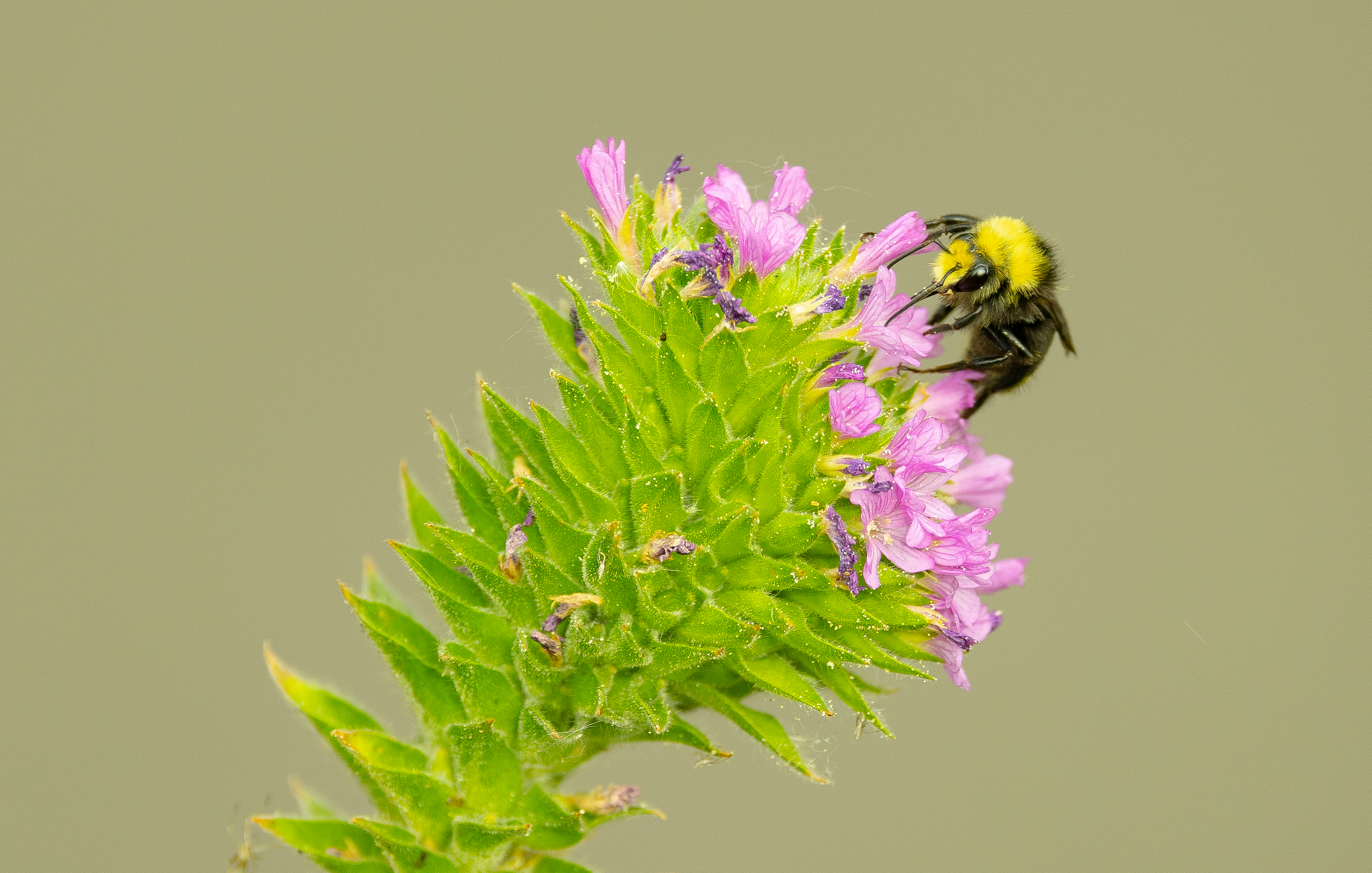 Yellow-faced Bumble Bee