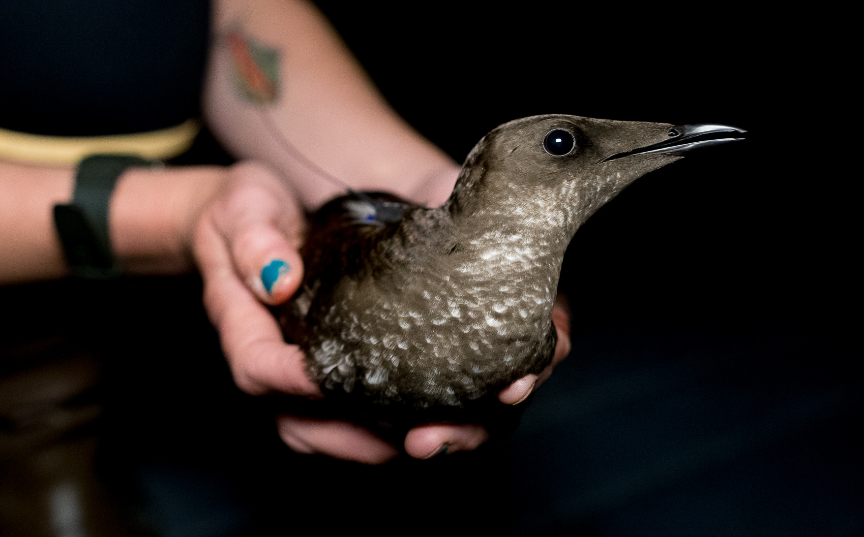 Marbled Murrelet