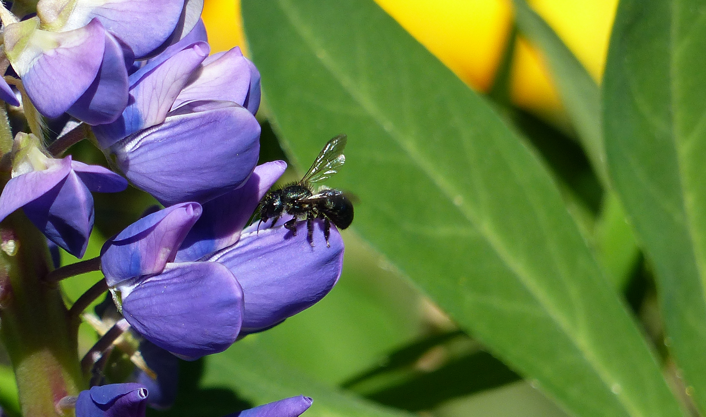 Blue Orchard Bee