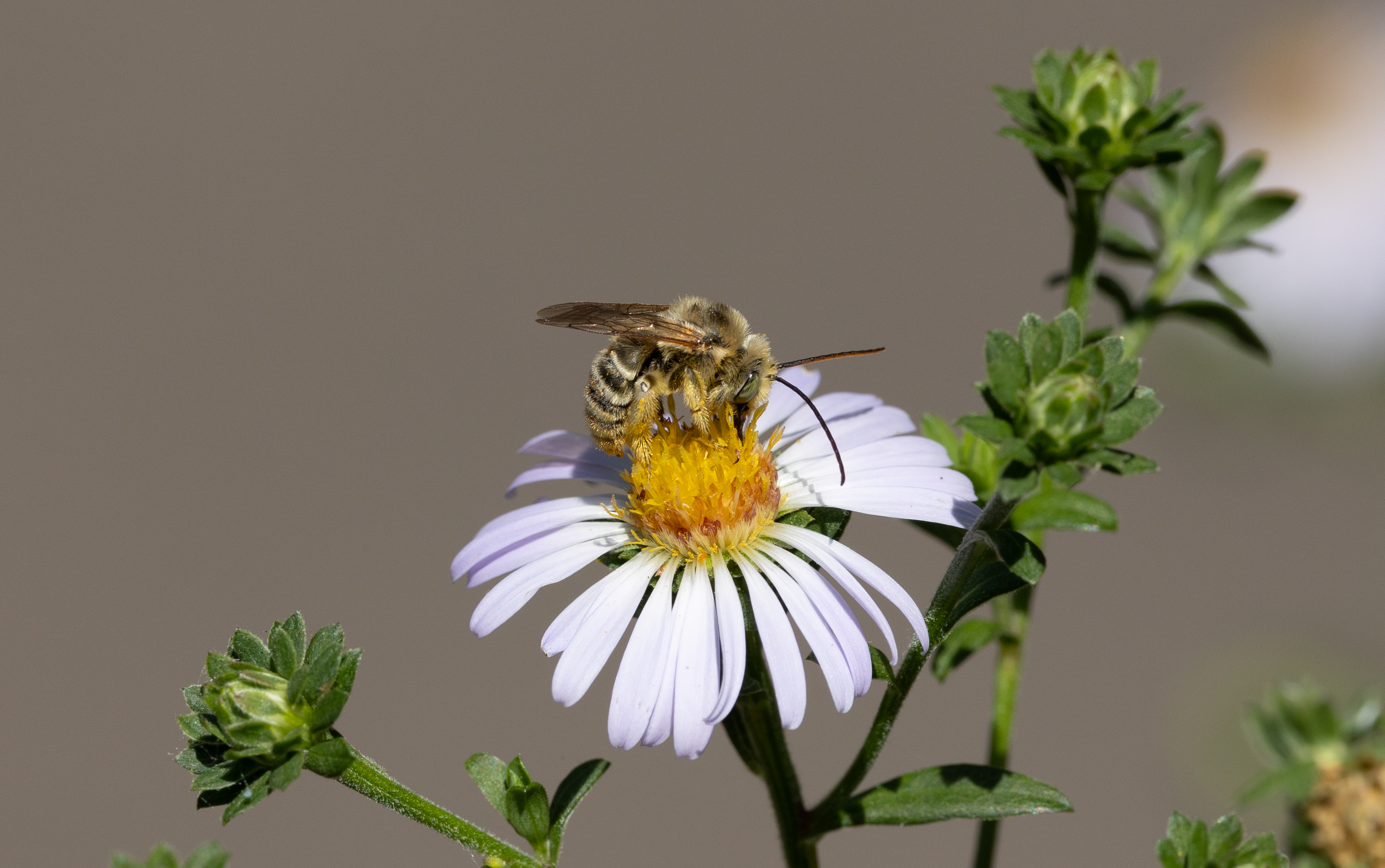 Long-horned Bee