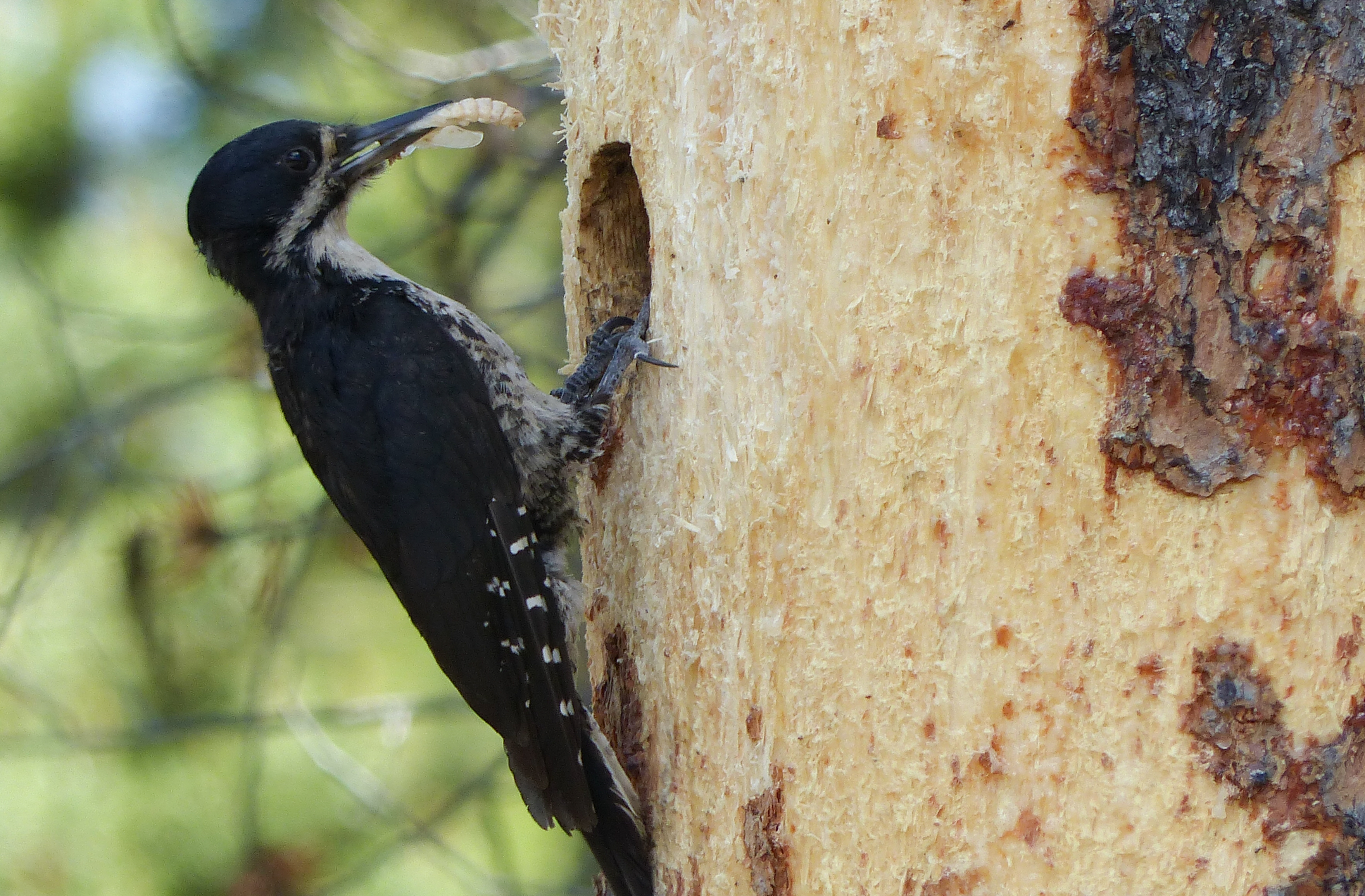 Black-backed Woodpecker