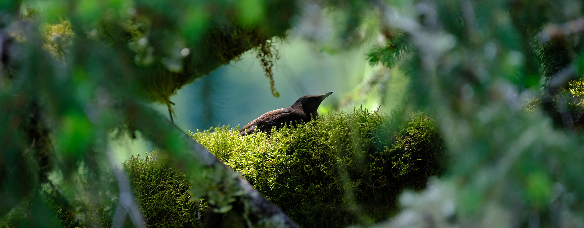 Marbled Murrelet. photo by Brett Lovelace